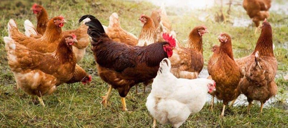 Tavuk eti üretimi aylık yüzde 0,7 azaldı